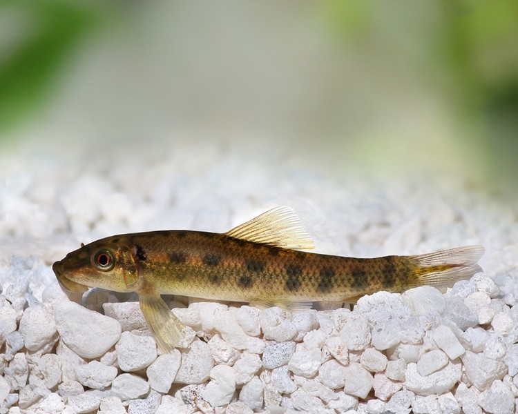 Sucking Loach ~ 5cm